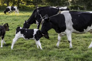 Umsetzung Zweinutzungs-Rinderhaltung